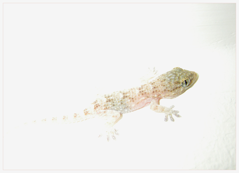 Выйти из сумрака Геккон  (Gekkonidae)