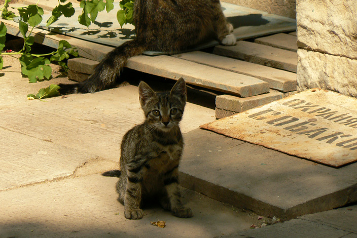 Страшнее кошки зверя нет кошка
