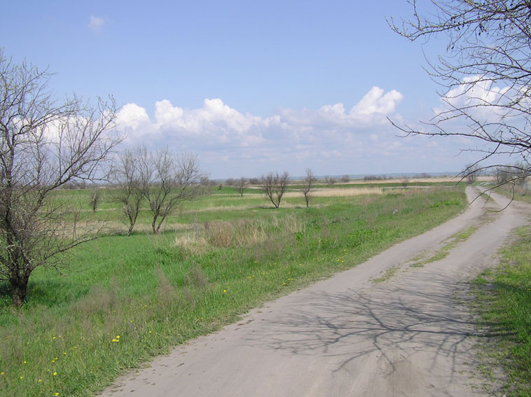 дорога домой дорога путь зелень трава весна