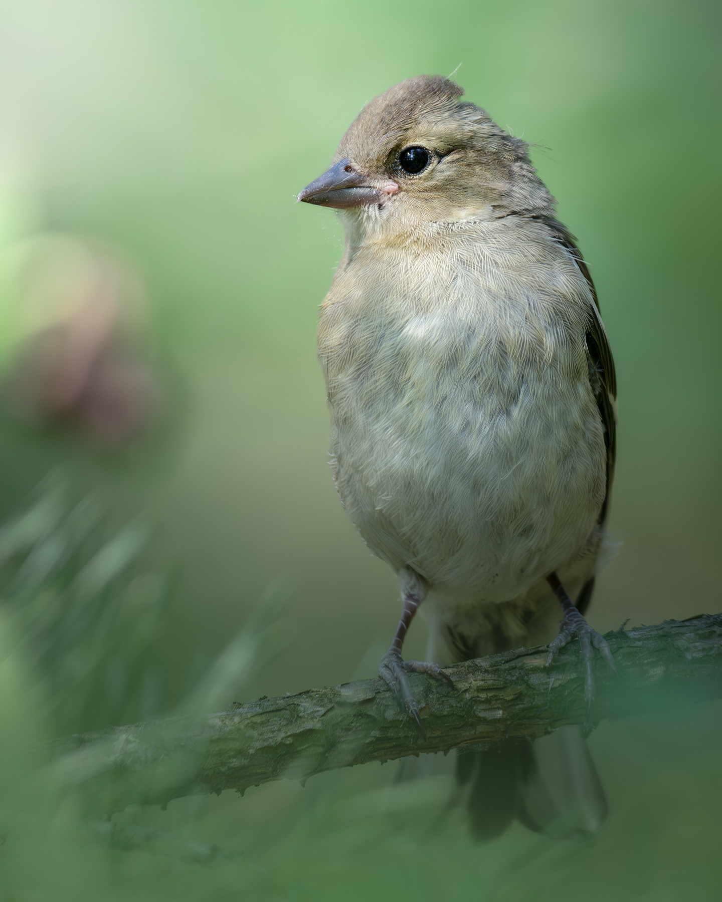 Зяблик (Fringílla coélebs) 