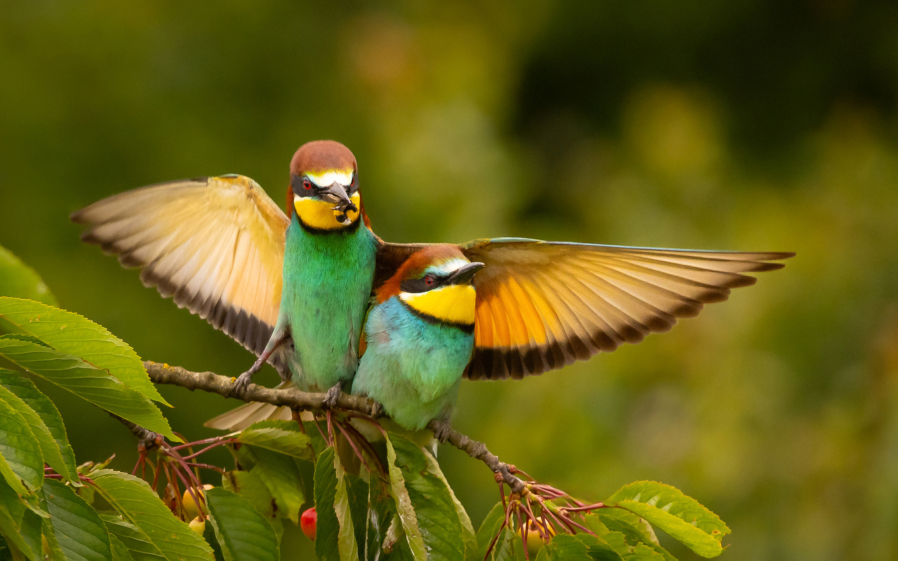 Bee-eater 