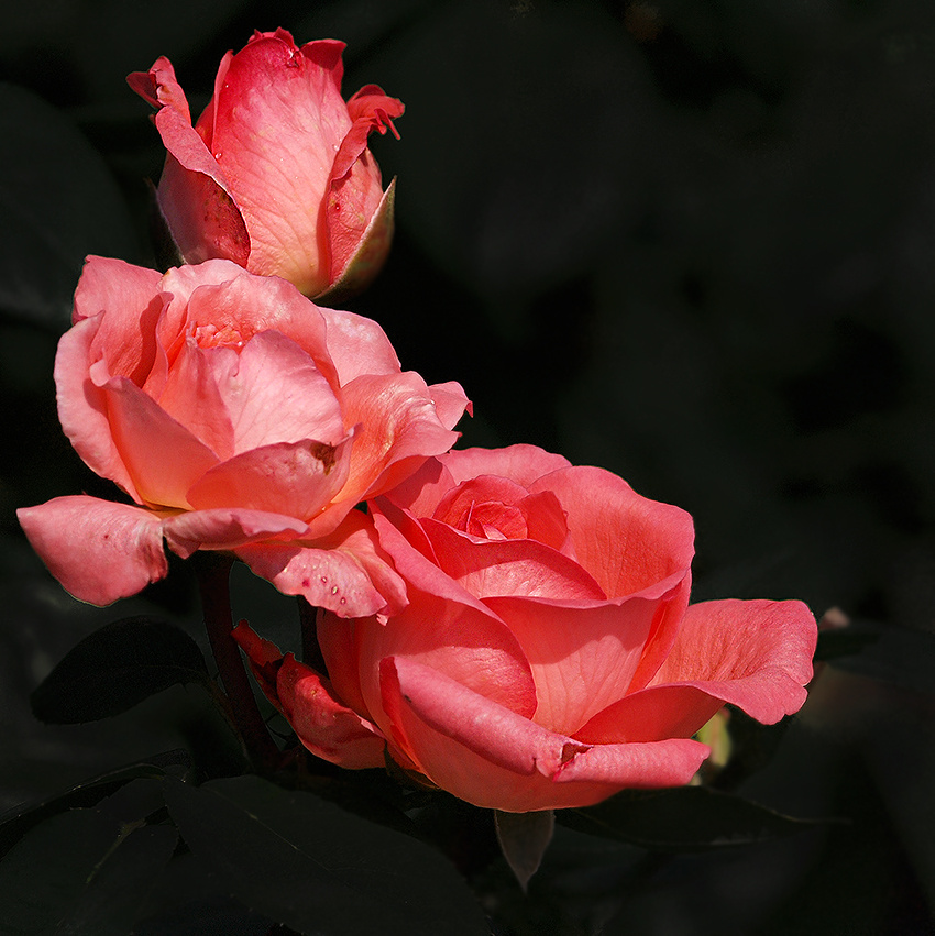 Pink Panther 