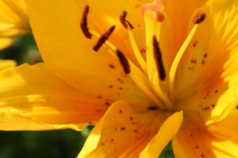Flower Flower
