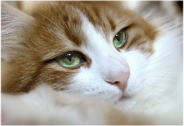  Mr. Кот Кот Барсик