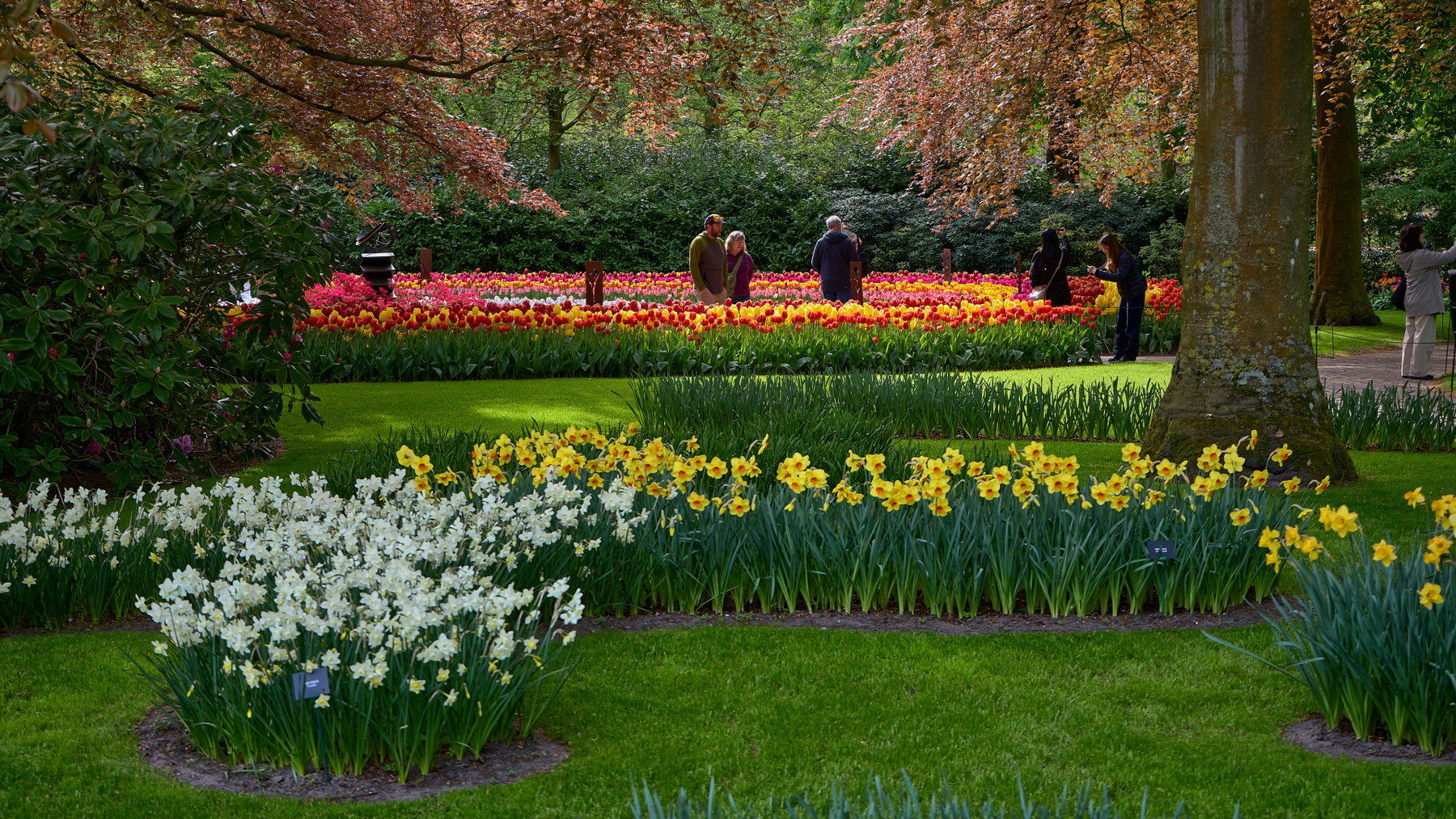 Кeukenhof... цветы тюльпаны парк Кёкенхоф Кeukenhof