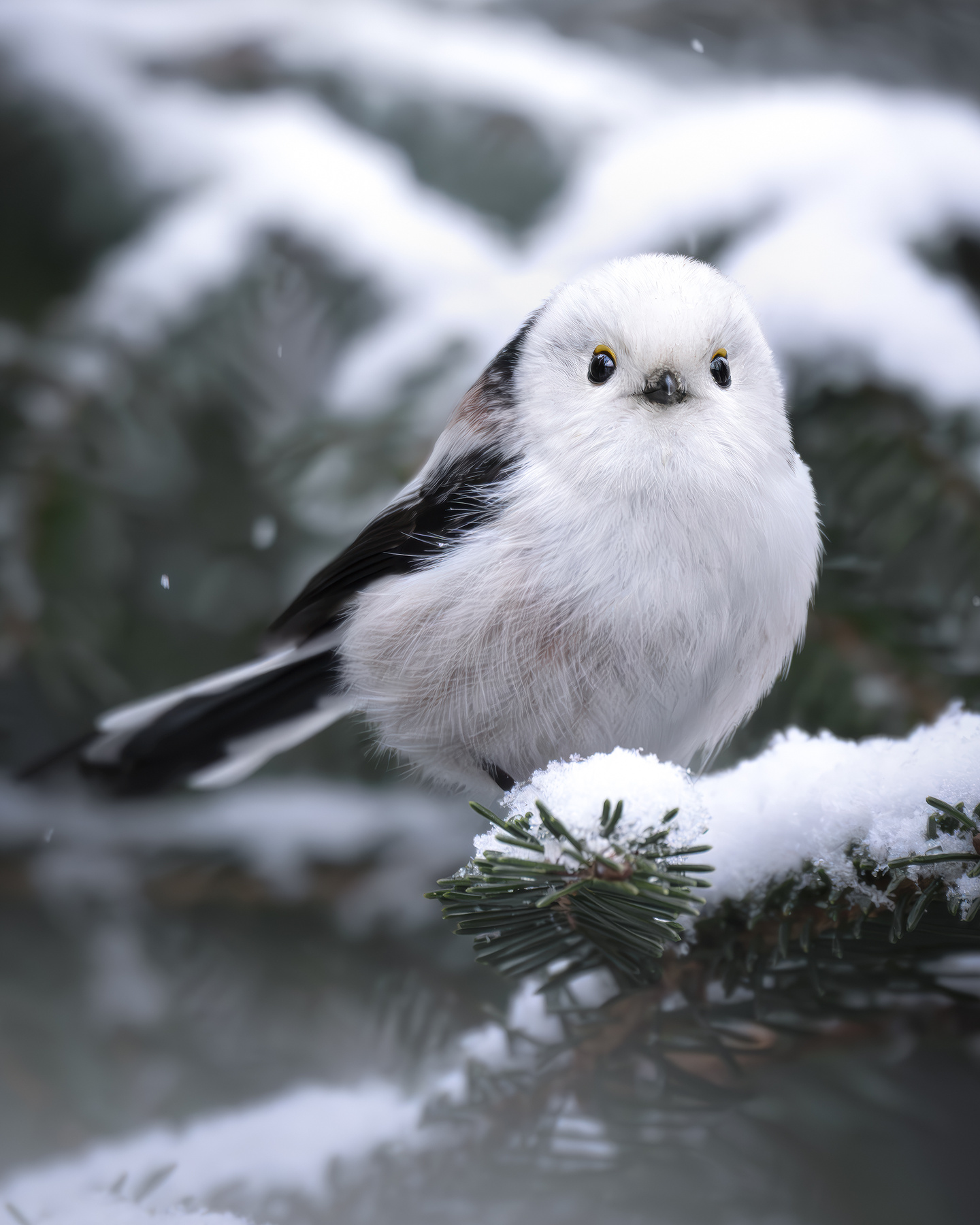 Длиннохвостая синица (Aegithalos caudatus) 