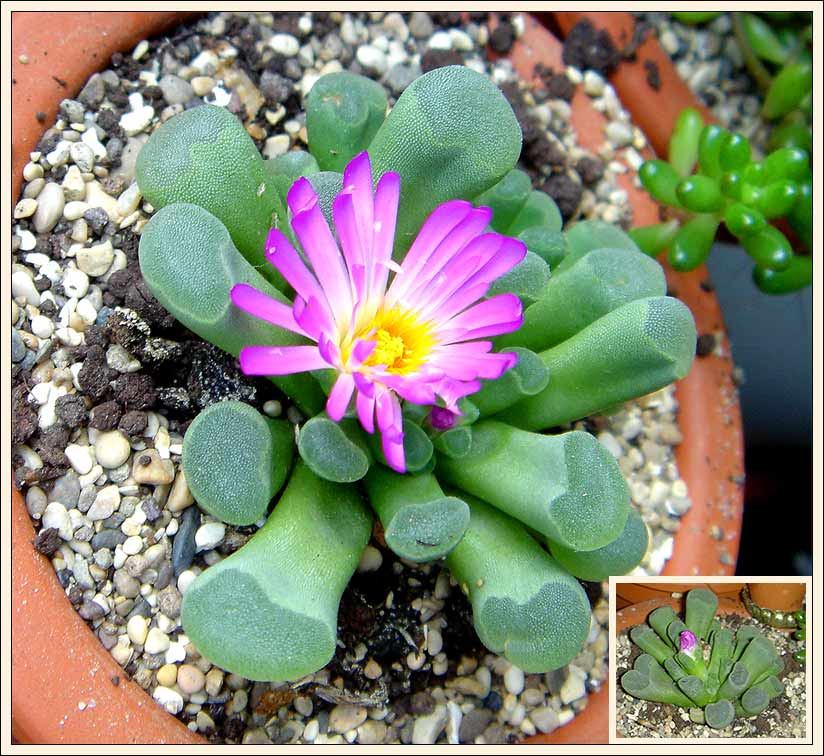 ЛИТОПС зацвел! литопс lithops лысый кактус цветок живой камень