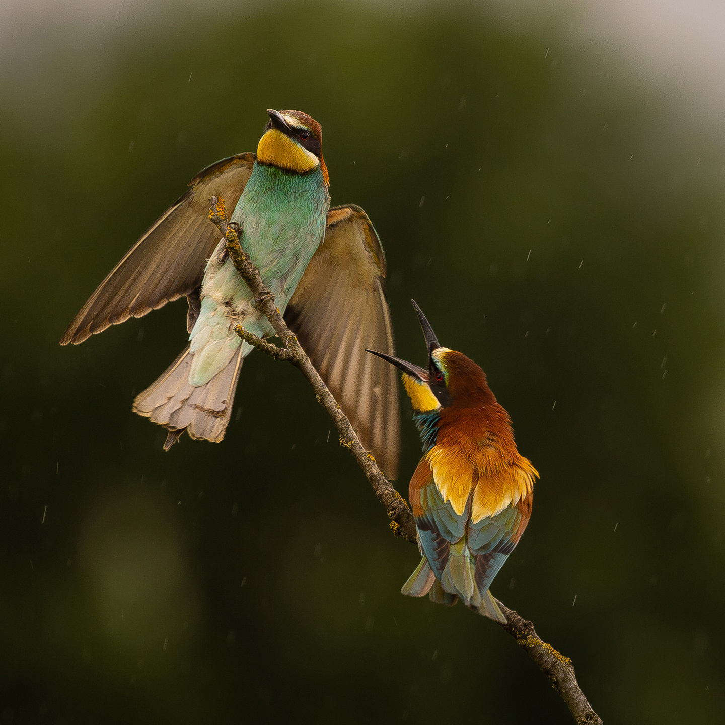 Bee-eater 