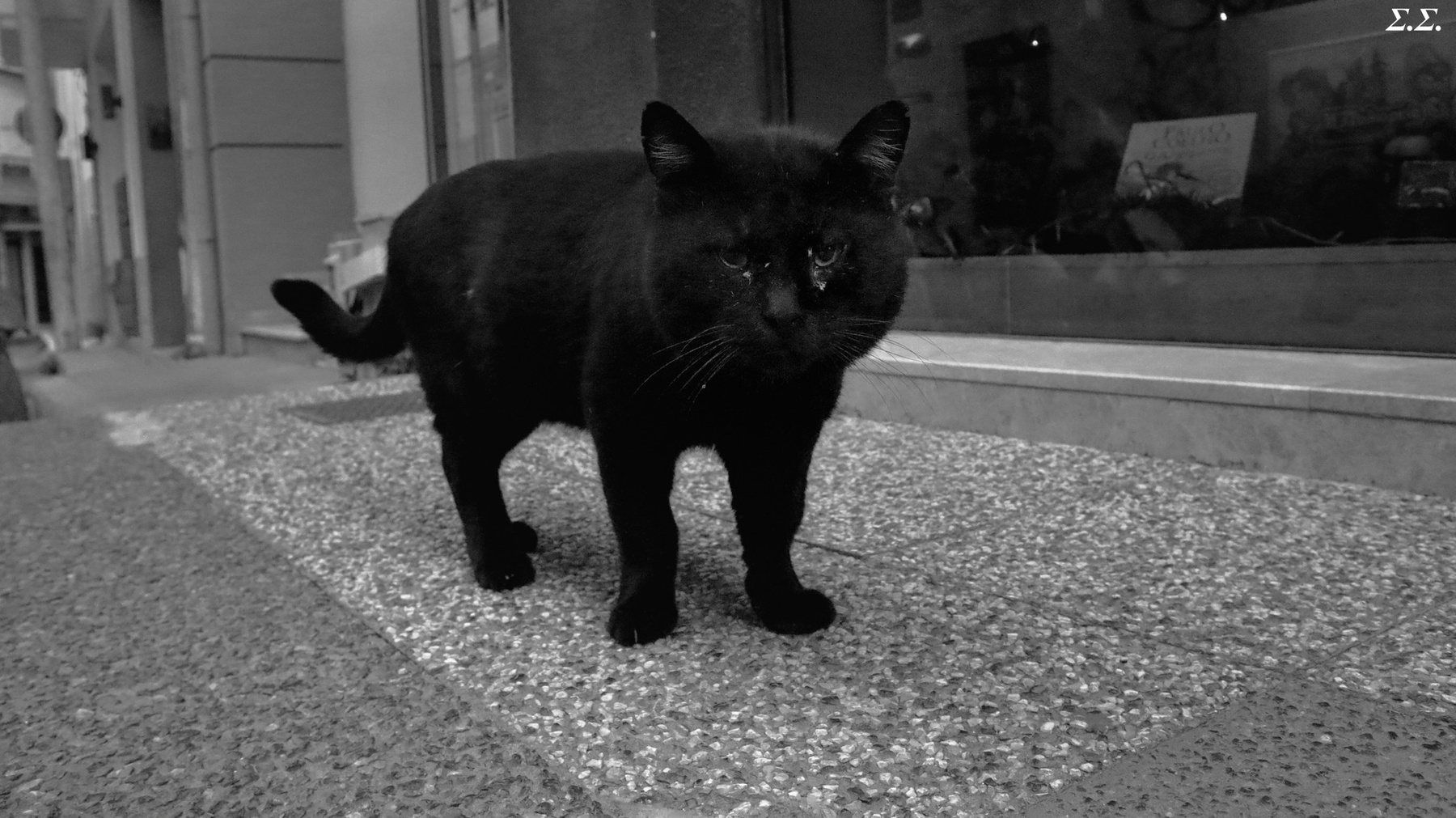 HEAVY BLACK CAT 