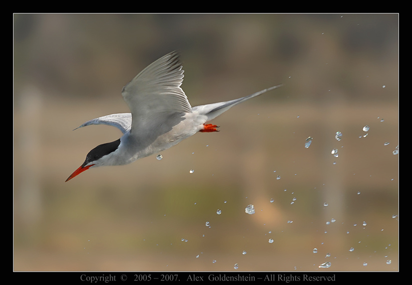 Речная крачка - Sterna hirundo (common tern). Речная-крачка Sterna-hirundo (common-tern)