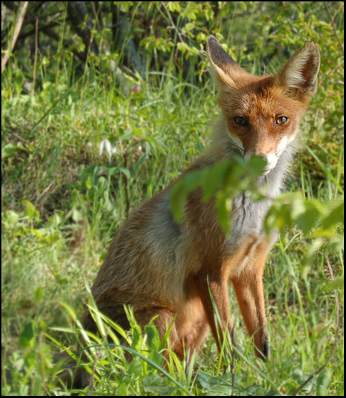*** fox *** Лис
