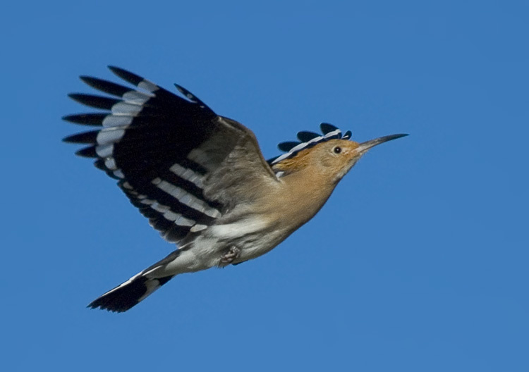 Летучий удод Удод, Hoopoe, Upupa epops