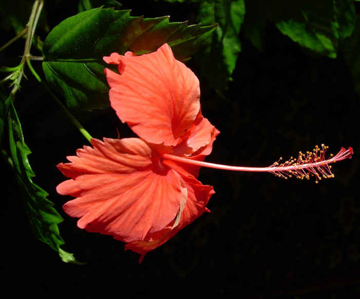 Hibiscus цветы