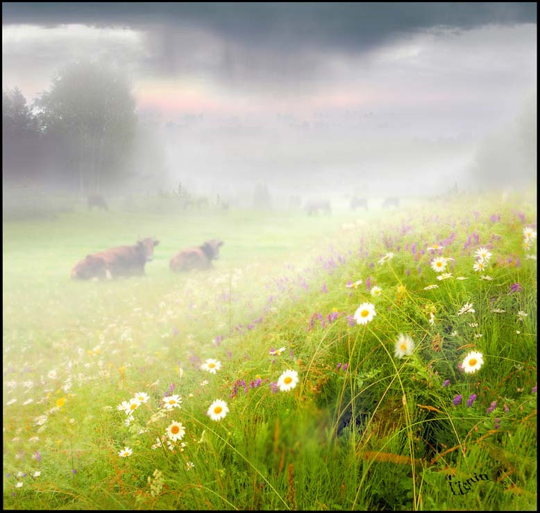 6 may landscape