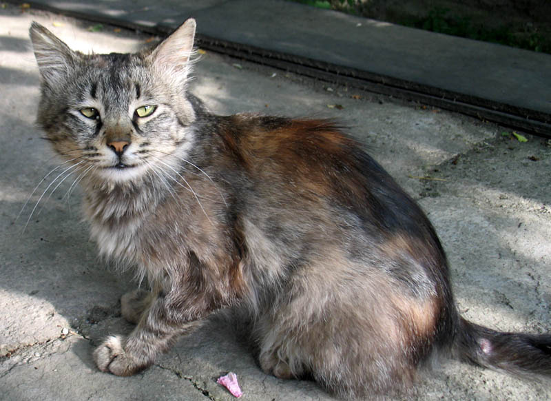 Purtulik 2 Purtulik, cat, кот, кошка, кошки во дворе, котенок