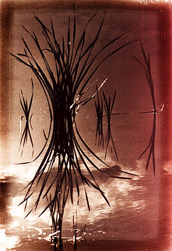 [dark grass] 