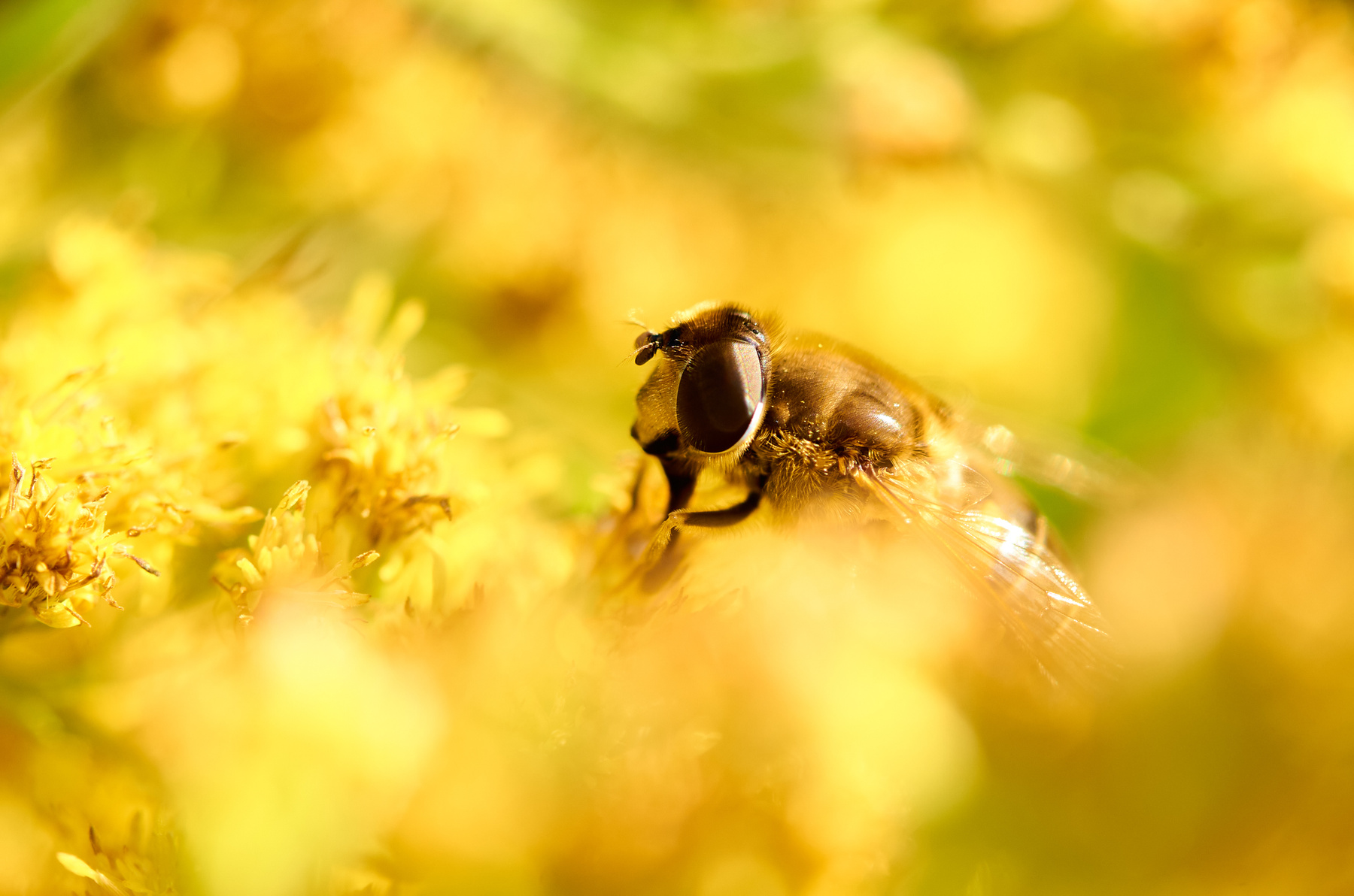 Macro bee Insect Fly Macrophotography Outdoors Close-up Nature Flower