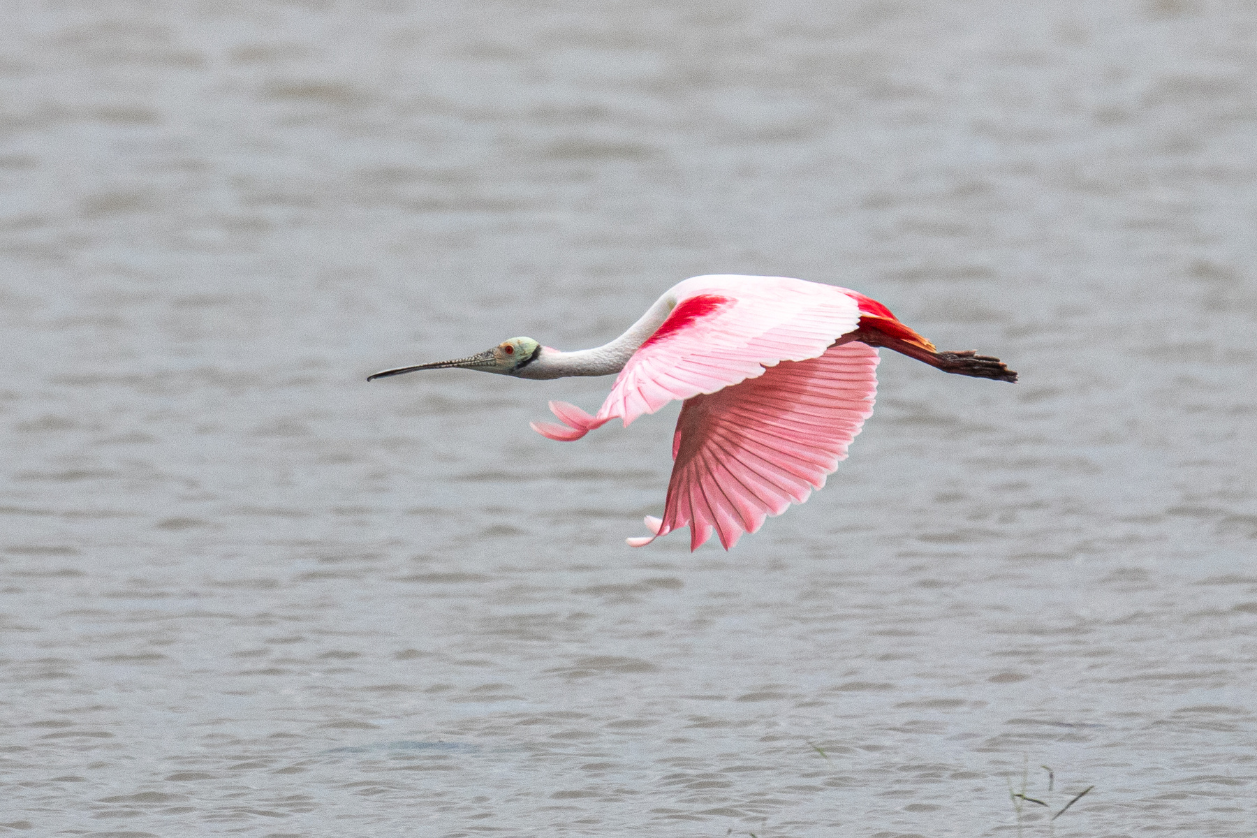 Розовая колпица Розовая колпица Roseate Spoonbill Platalea ajaja
