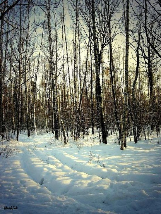 в лесу лес зима