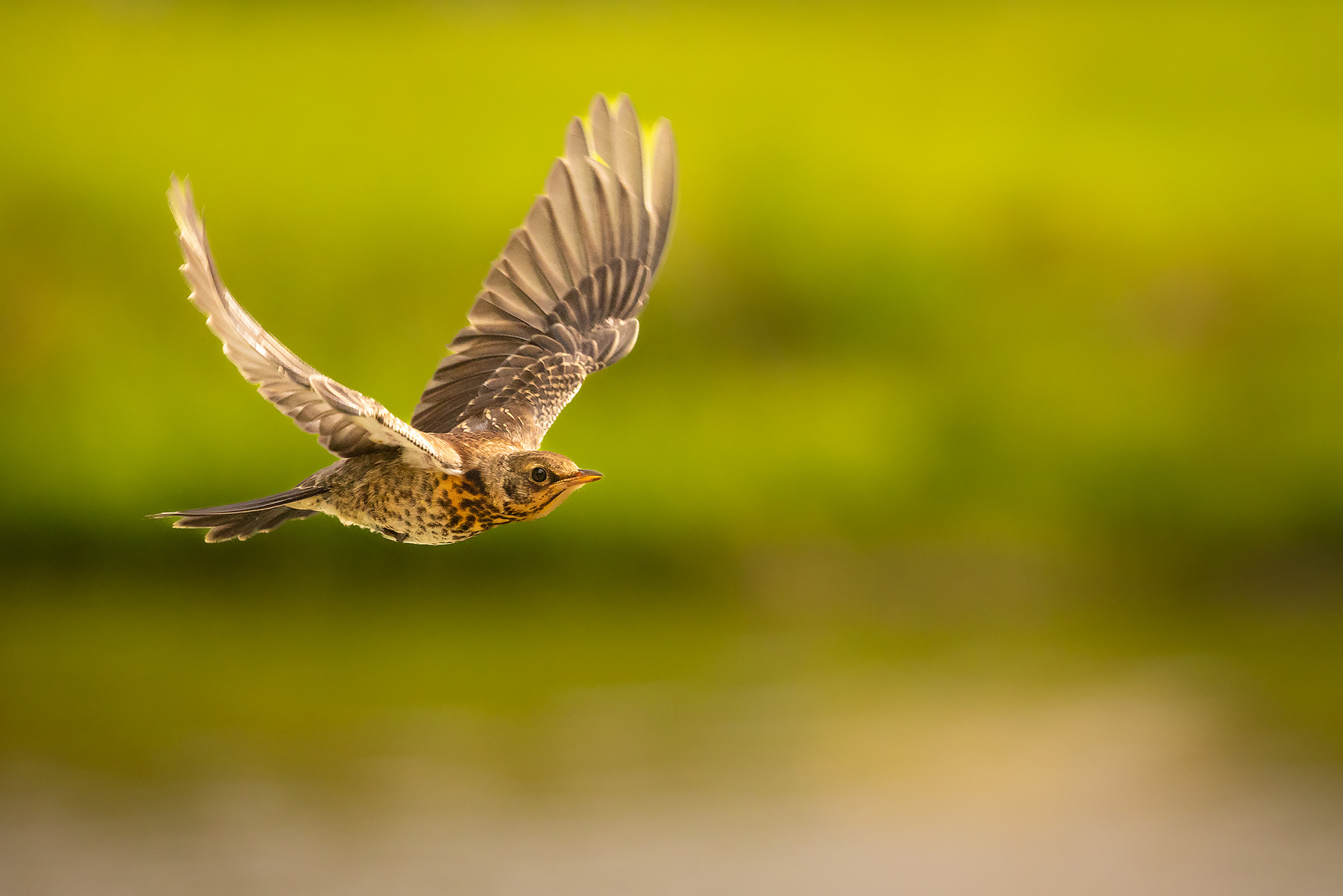 Thrush 