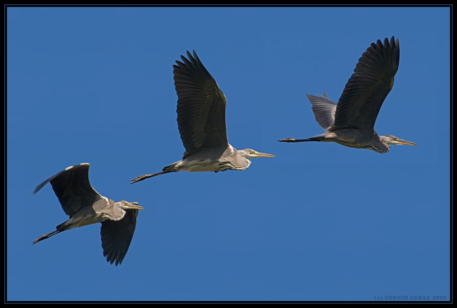 Полёт птеродактилей Серые цапли Ardea cinerea