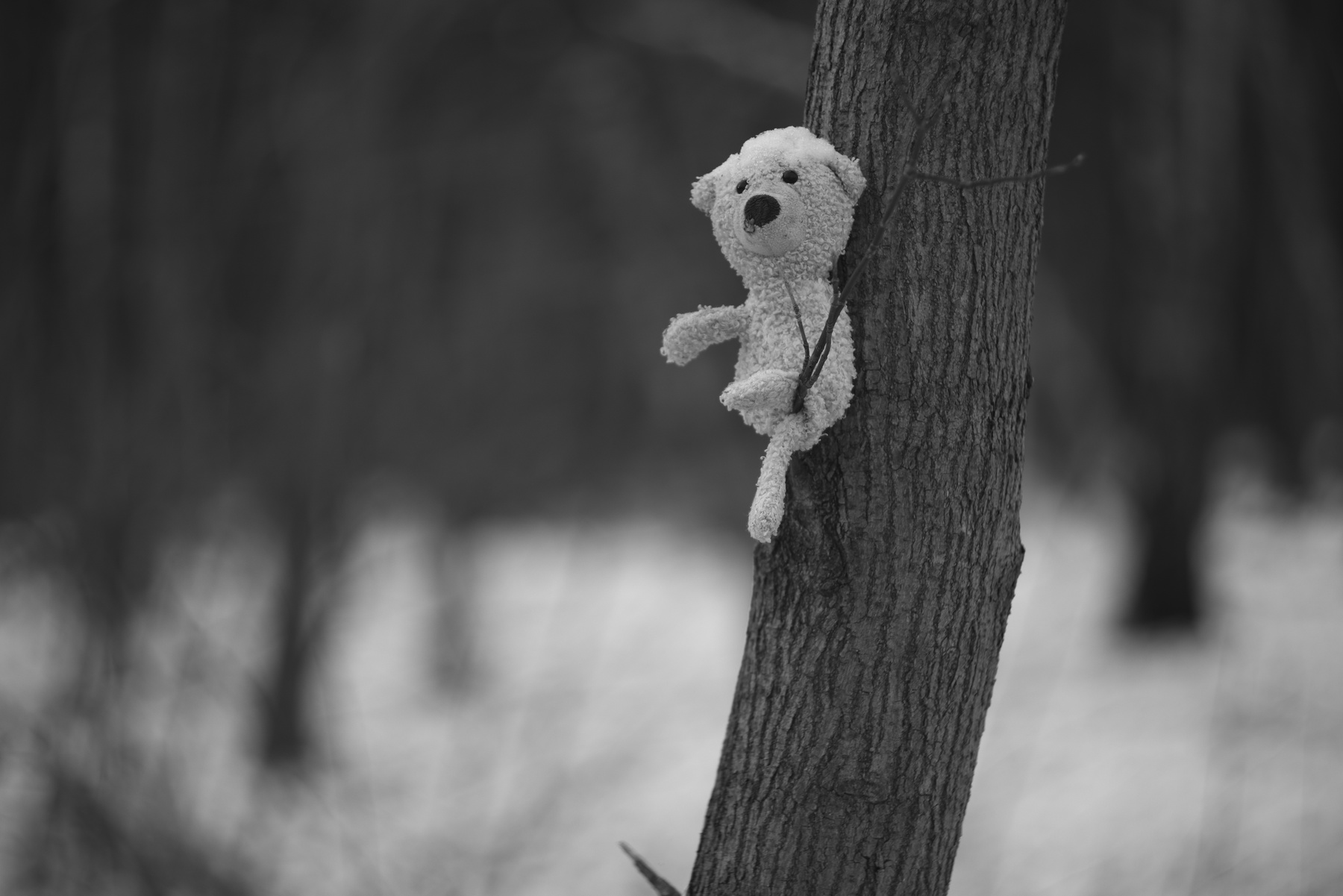 Если б мишки были пчёлами. 