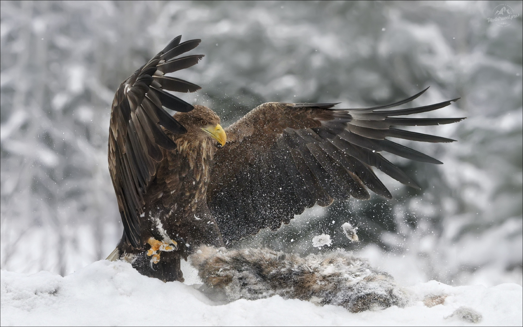 Властелин неба Красный Бор Беларусь орлан-белохвост white-tailed eagle haliaeetus albicilla фототур в