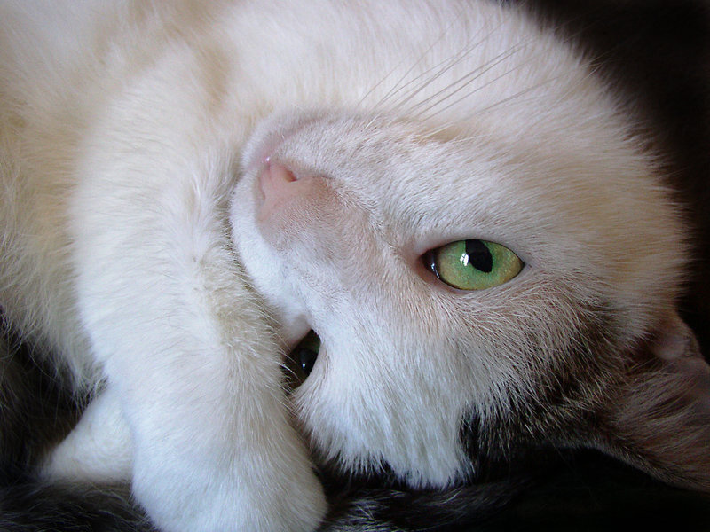 Копилка cat home
