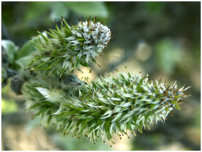 Расфуфырились :) 