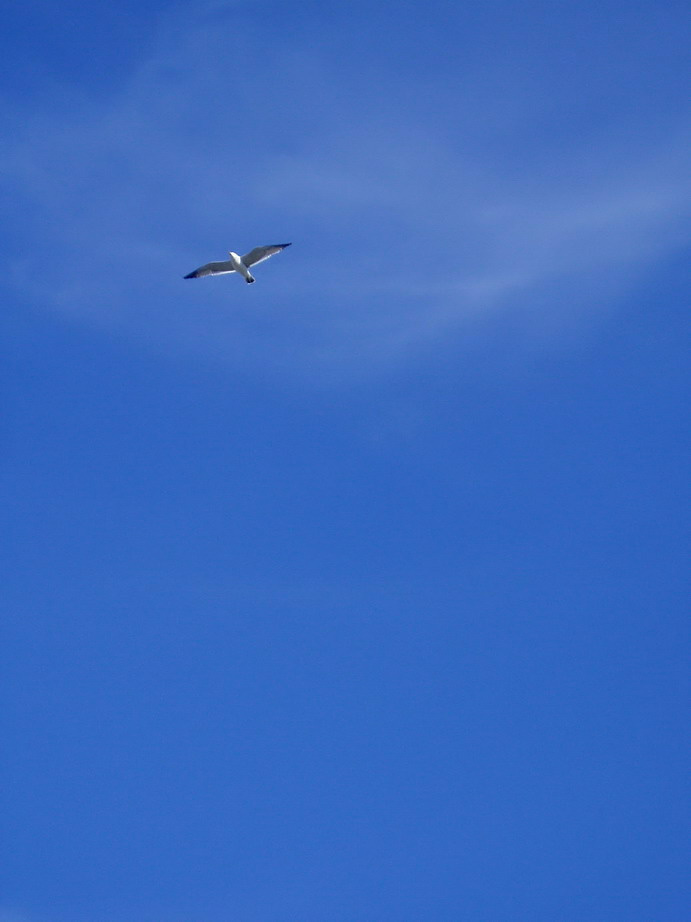 plus haut nuage чайка небо