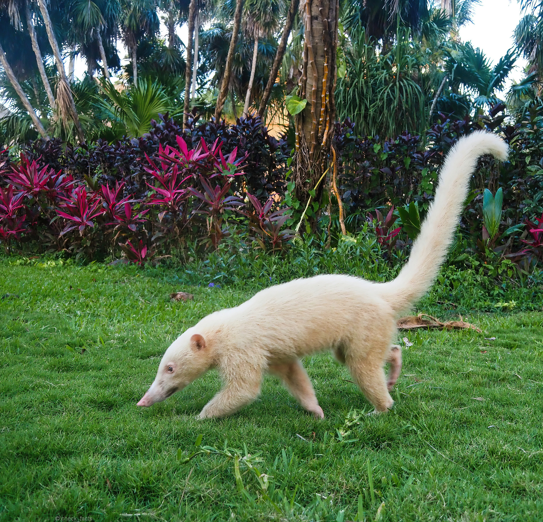 Coati 