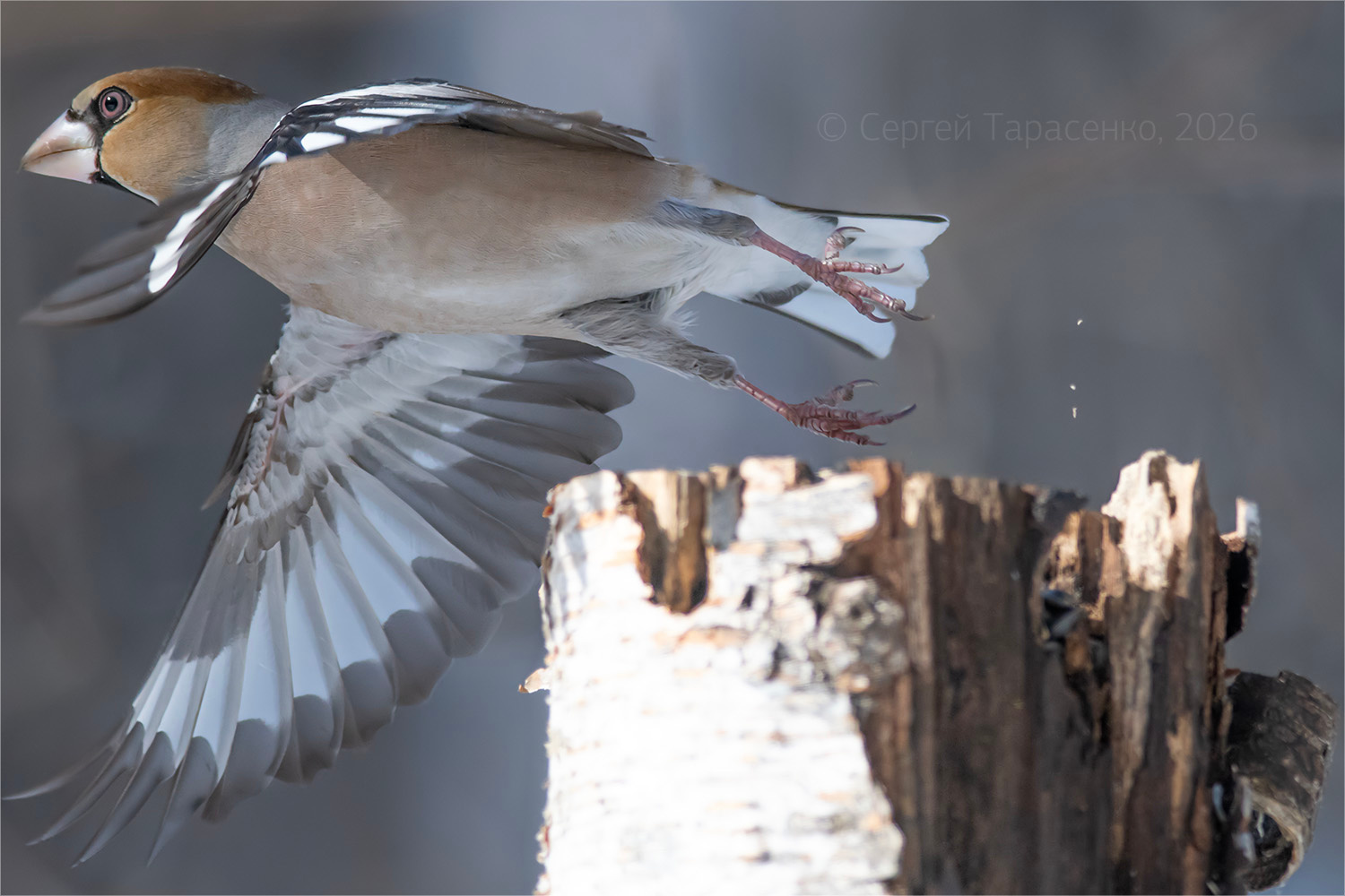 * Фотоохота Птица Природа Дубонос Дикие птицы Взлет coccothraustes