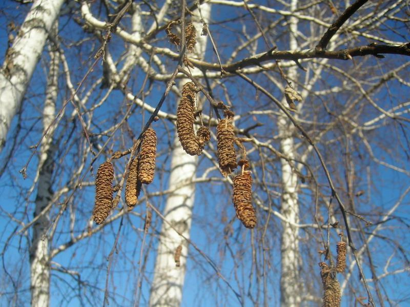 сережки 