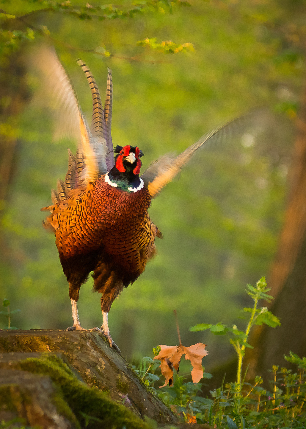 Pheasant 