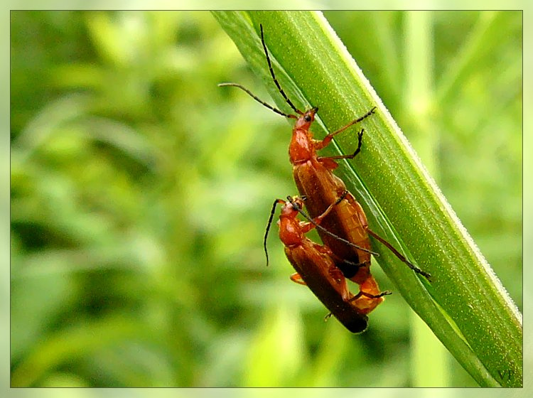 теперь держись bugs beetles beatles all you need is love