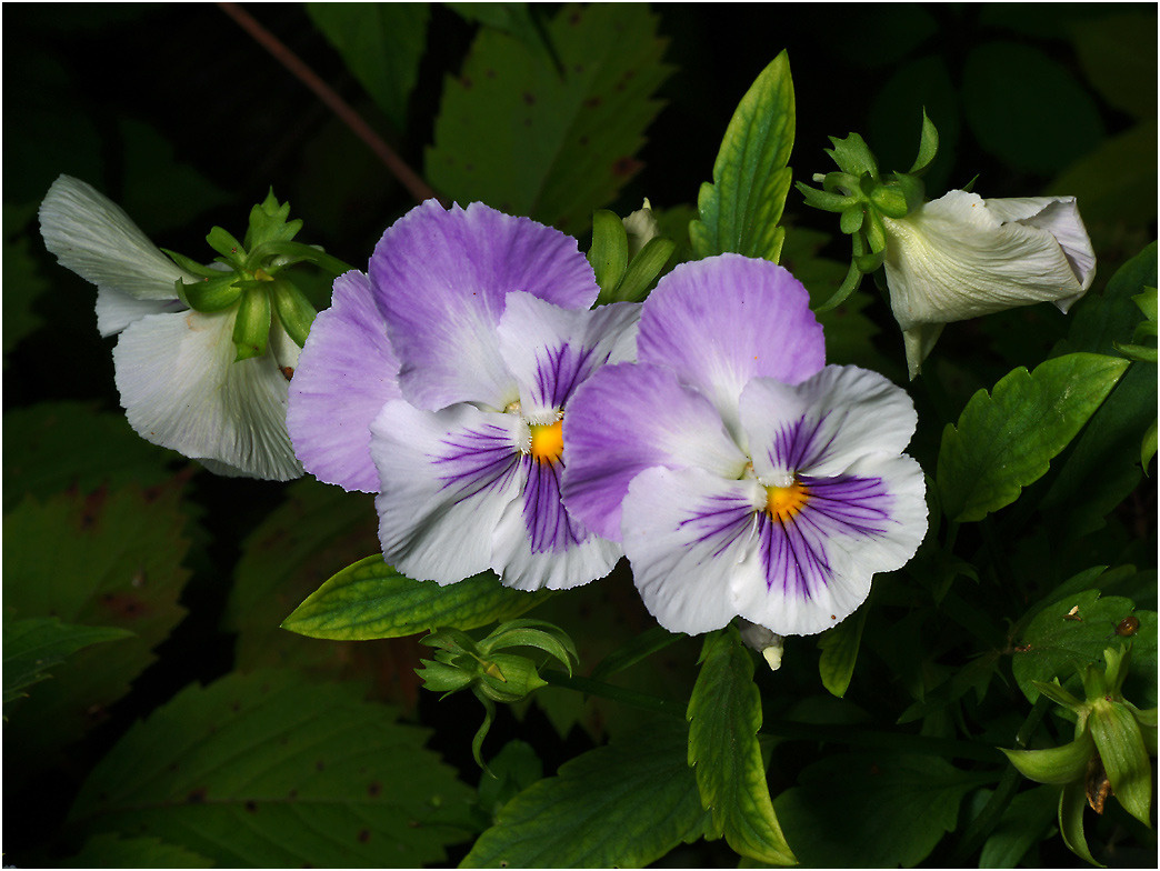 Viola wittrockiana - Анютины глазки. Viola wittrockiana Фиалка Виттрока Анютины глазки цветы 