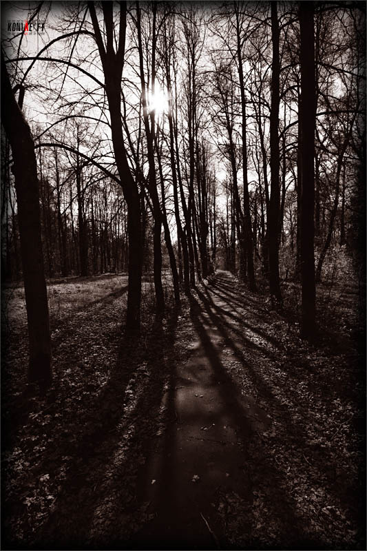 B&W SUN черное black белое white солнце sun лес forest