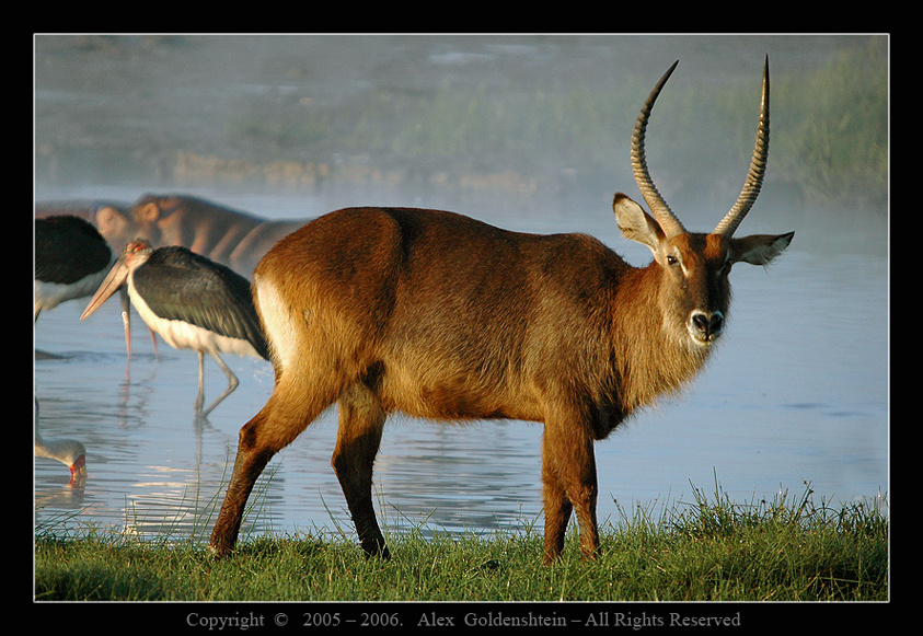 Водяной козел (Kobus ellipsiprymnus defassa) Африка, Кения, Национальный, парк, озера, Накуру