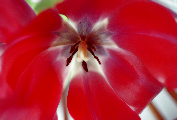 you are beautiful forever tulip