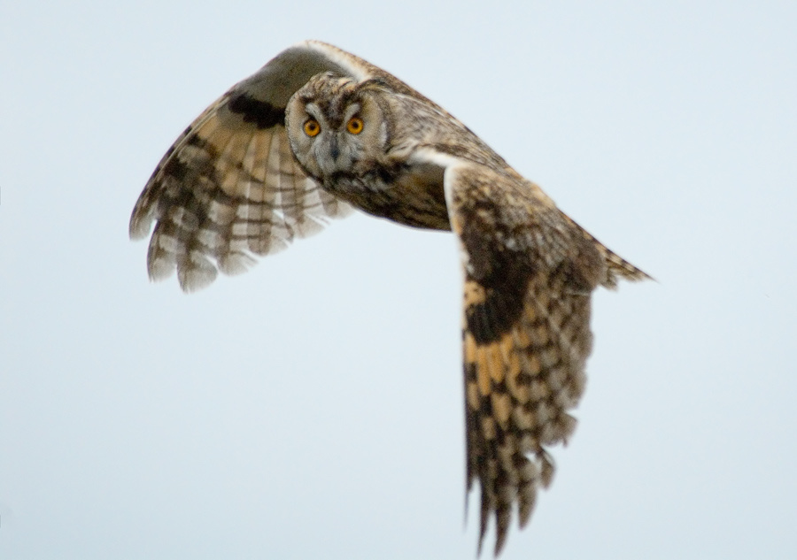 Еще сова Ушастая сова, Long-eared Owl, Asio otus, Сафари Дергачи