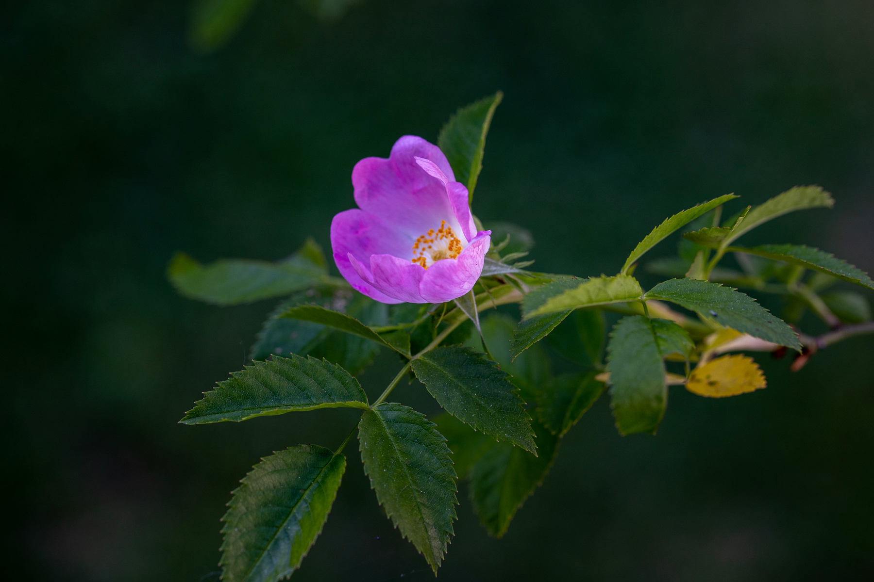 Flowers disfoto Nature Horizontal No People Photography Flower Plant Petal Leaf Close-up Pink Color Outdoors Rose Freshness Beauty In Head canon