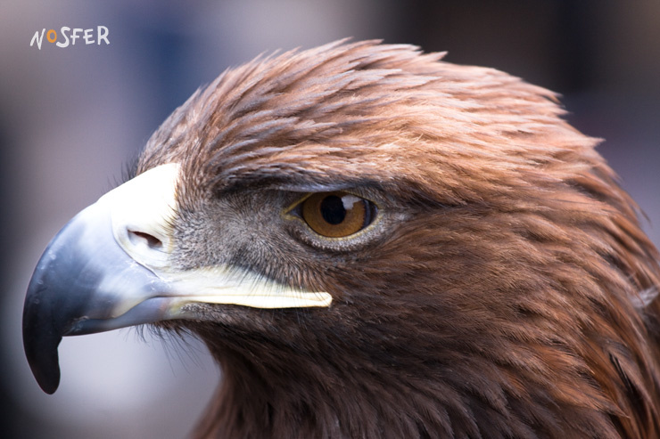 Eagle (color repost) 