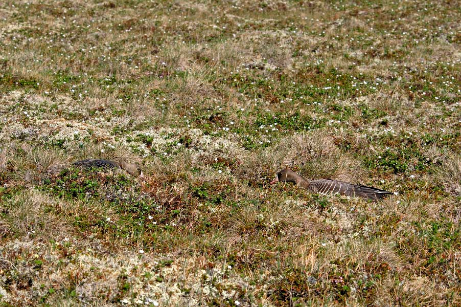 Игры в прятки #3 Белолобый гусь, Anser albifrons, Greater White-fronted Goose, Tobseda, Barents Sea, Arctic