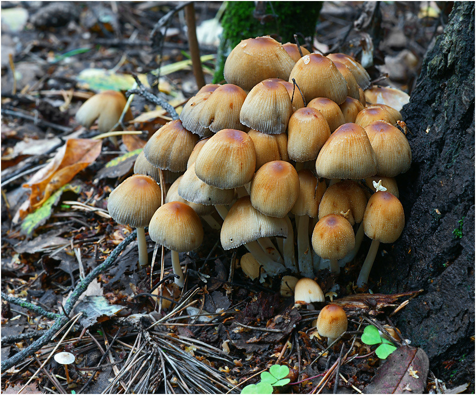 Coprinus micaceus - Навозник мерцающий. Coprinus micaceus гриб Навозник мерцающий