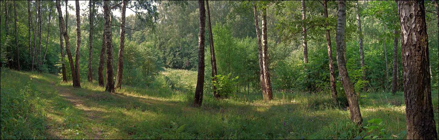 Березки у оврага Простой русский пейзаж