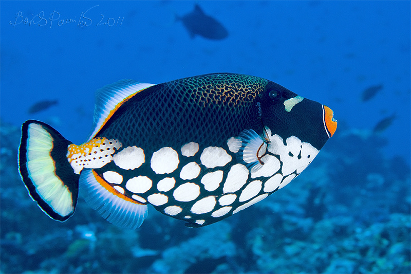 клоун спинорог спинорог клоун Мальдивы clown trigger-fish Maldives anion