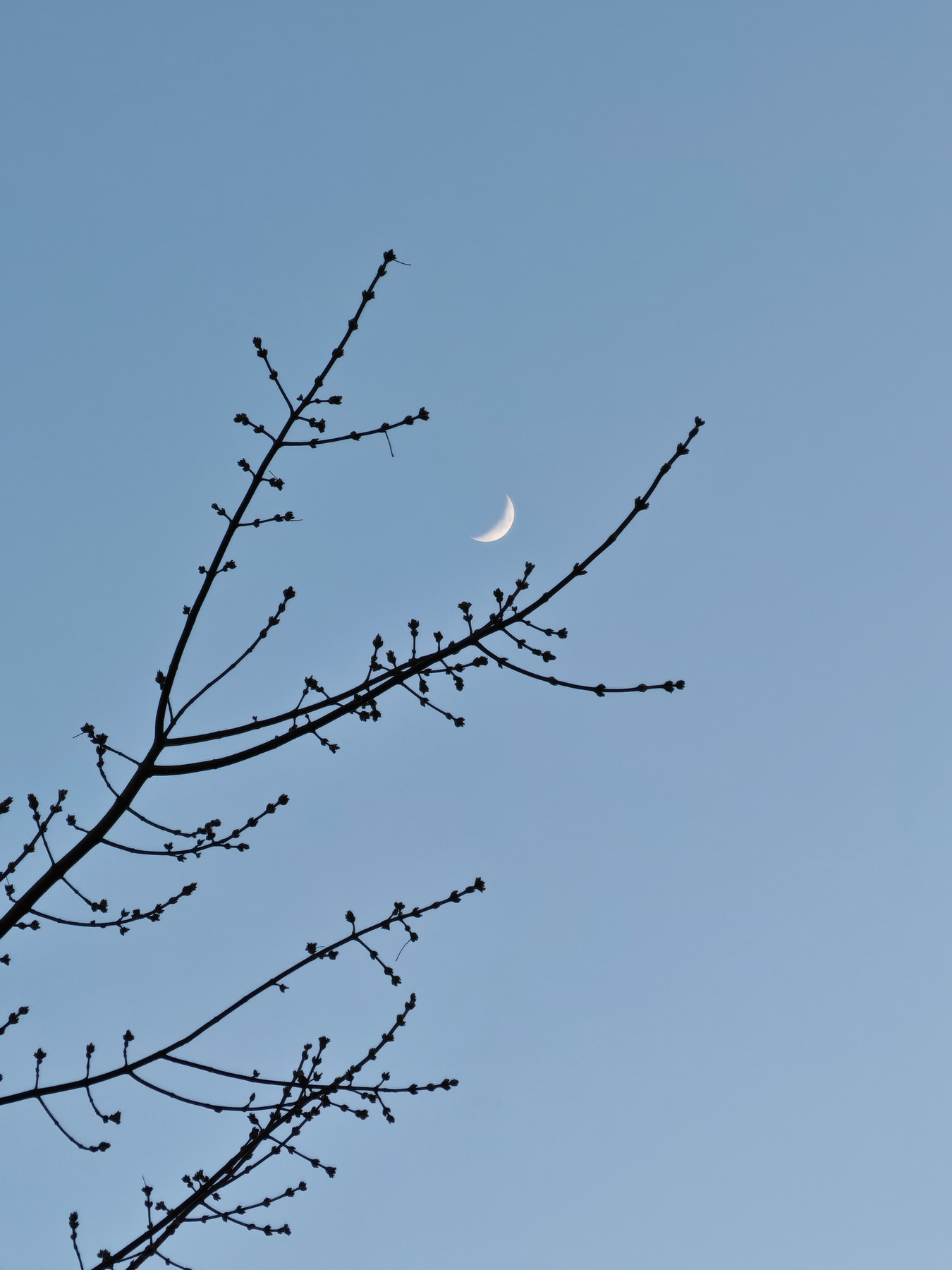 New moon 