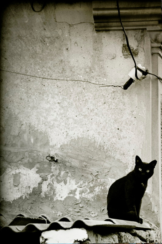 кот (серия "Старый город") 