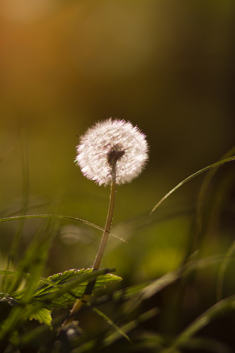 *** Природа