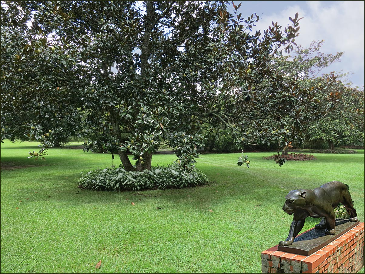 Магнолия и ягуар Brookgreen Gardens